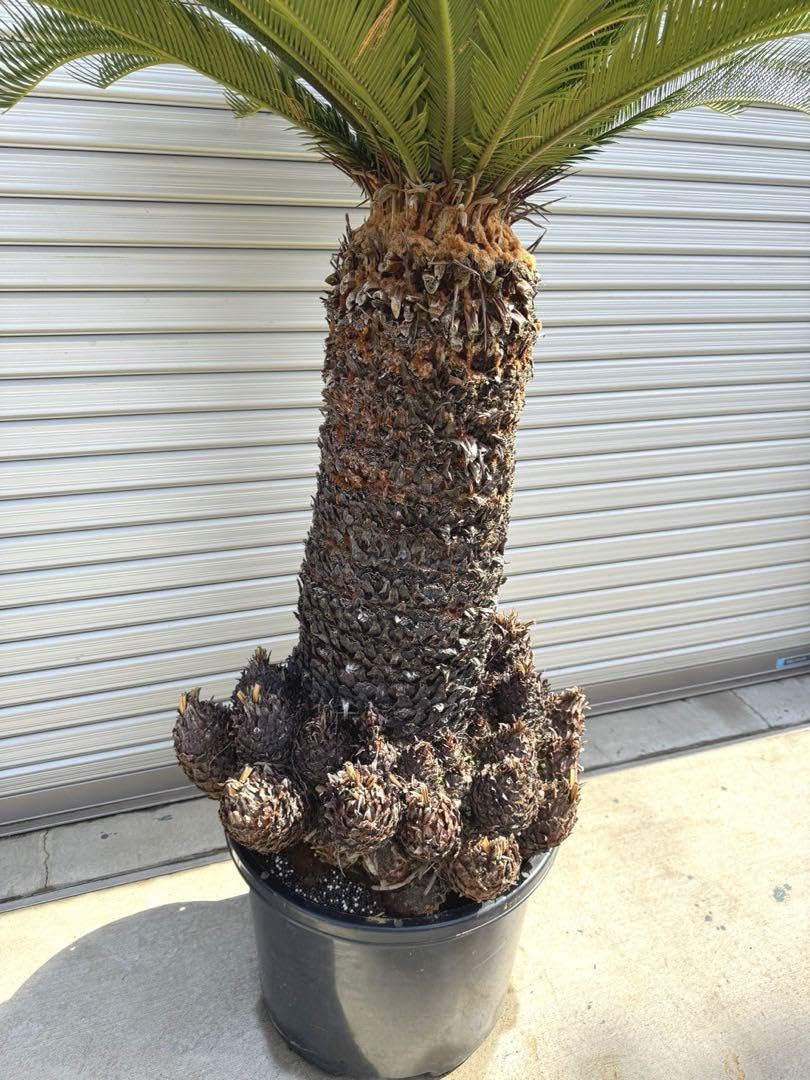 Amazon.co.jp: 蘇轍 ソテツ 子株大量！ ロックガーデン : DIY・工具